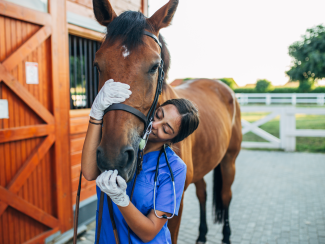 Horse and technician