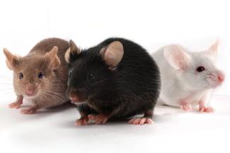 Lab mice