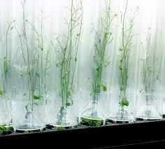 Arasystem for Arabidopsis thaliana containment