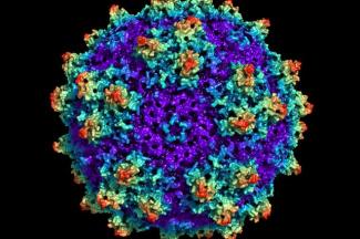 Image of Adeno-Associated Virus