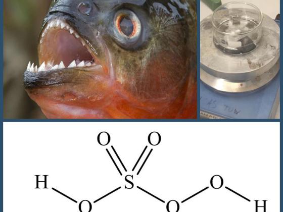 piranha
